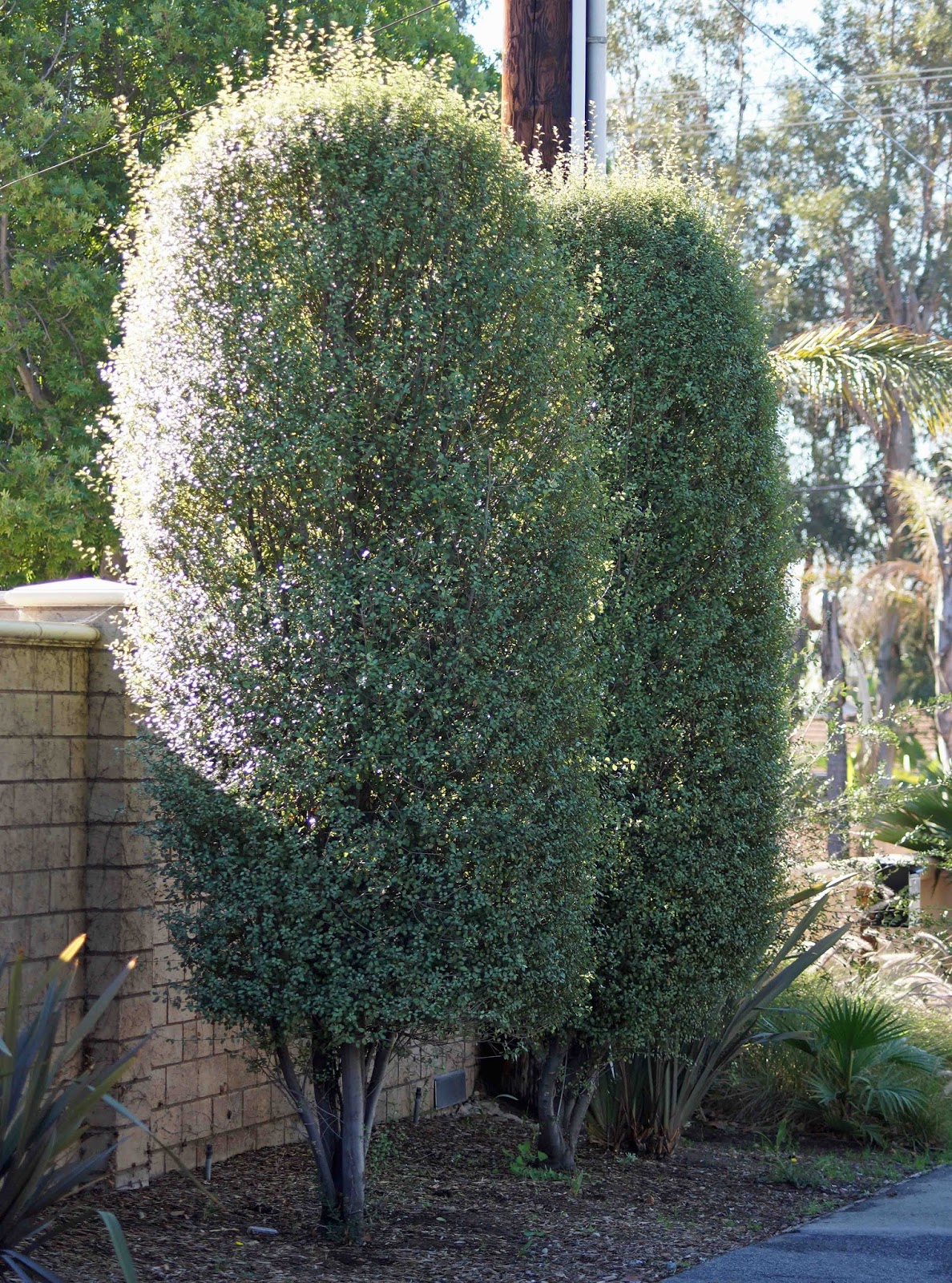 Pittosporum Tenuifolium Tree