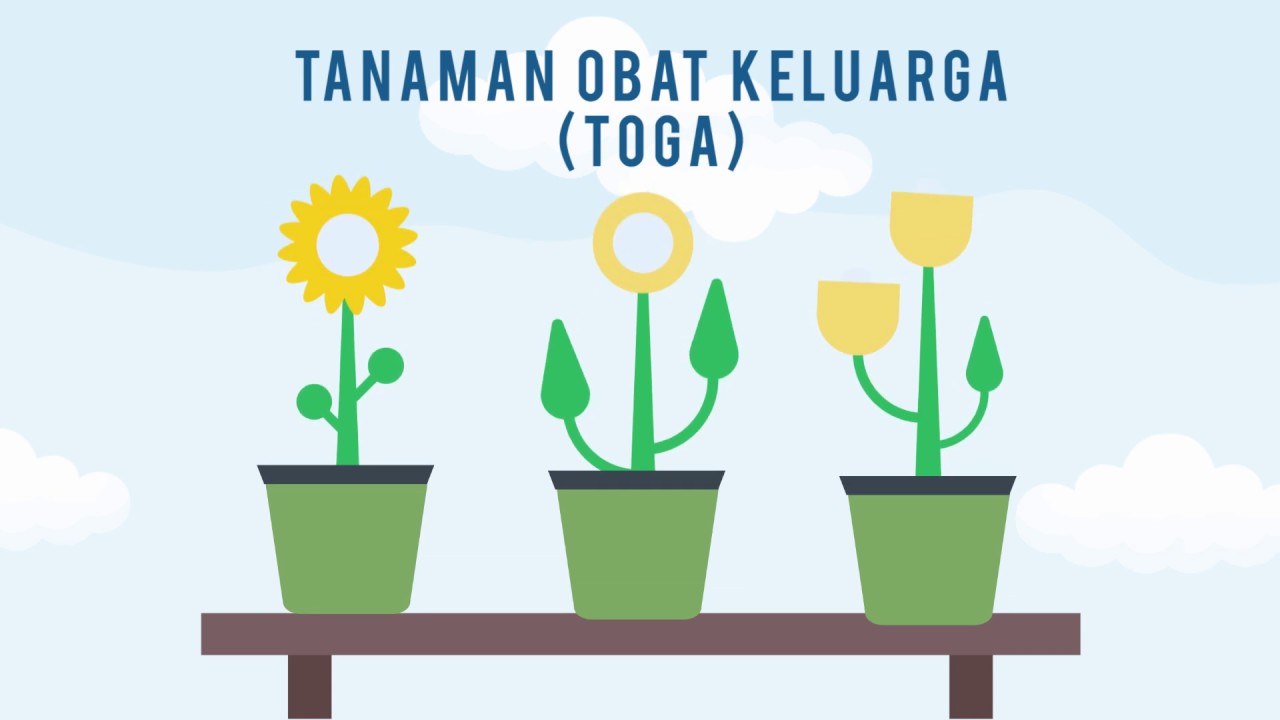 Prakarya Soal Prakarya Kelas 7 Semester 2 Bab Budidaya Tanaman Obat