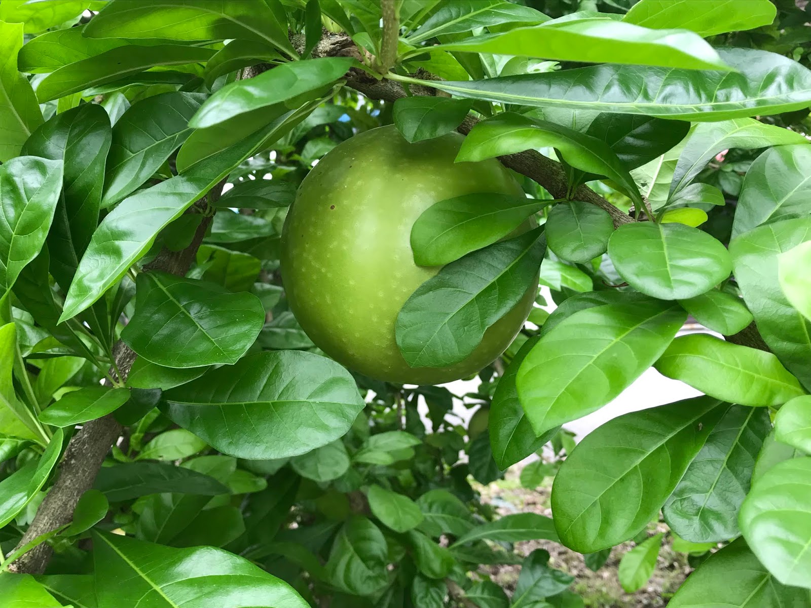 新/马草药自然医学: 鐵西瓜（樹西瓜）Uses of Miracle Fruit (Calabash)MANFAAT 