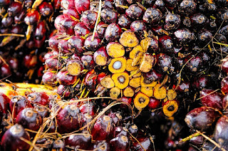 ¿ACEITE DE PALMA"¡NO, GRACIAS!