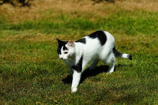 alt="gato bicolor blanco y negro"