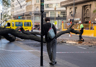 Ciudad: Aumentos en autopistas, VTV, taxis y estacionamiento medido 3 19 10 2021 un arbol de gran porte%2B%25282%2529