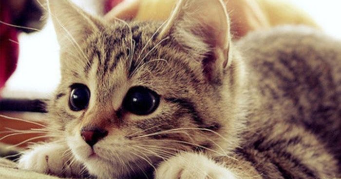 Inilah Alasannya Mengapa Nabi Muhammad Menyayangi Kucing Pegawai Jalanan Pegawai Jalanan