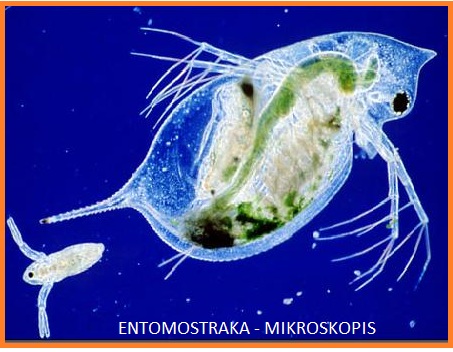 Biologi Gonzaga Arthropoda