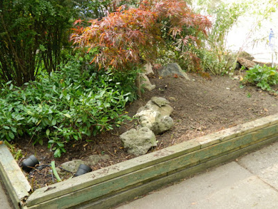 Roncesvalles Toronto Front Yard Fall Cleanup After by Paul Jung Gardening Services--a Toronto Organic Gardening Company Roncesvalles Toronto Front Yard Fall Cleanup After by Paul Jung Gardening Services--a Toronto Organic Gardening Company