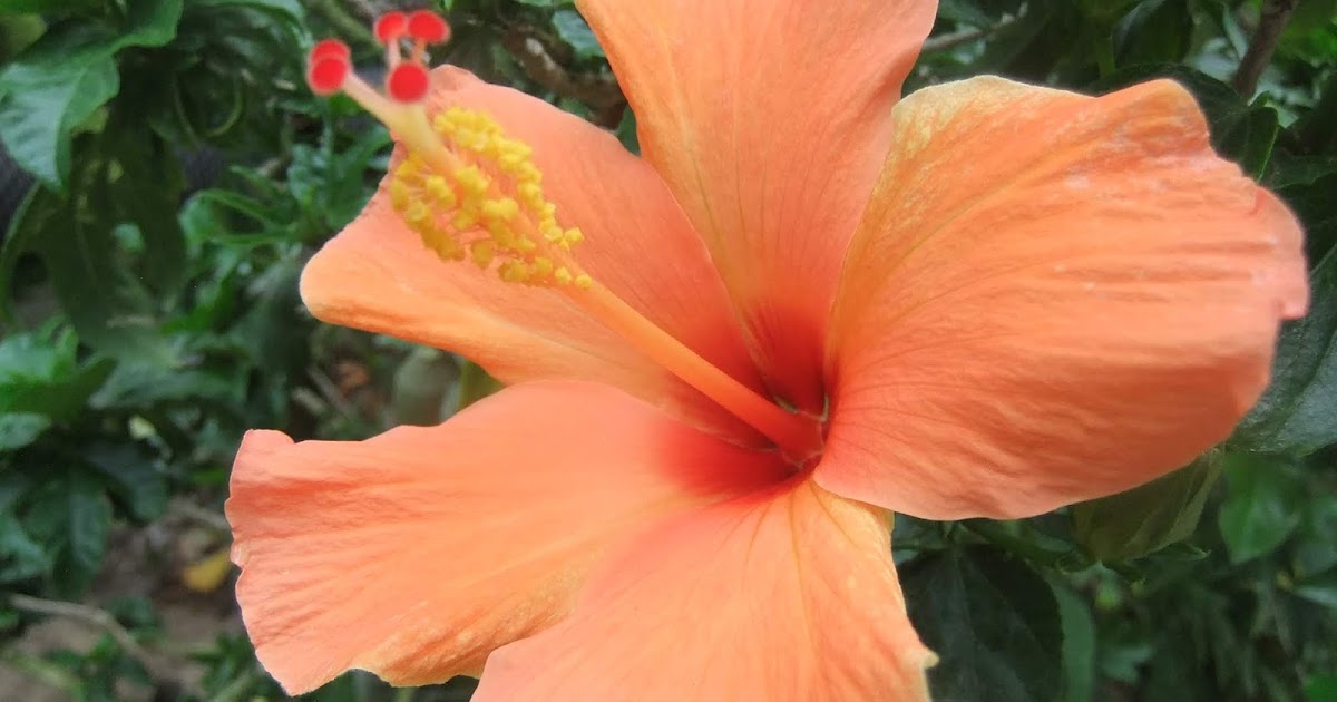 福岡市植物園ブログ ちいさな大発見 No 47 19 7 18 ハイビスカスの仲間たち
