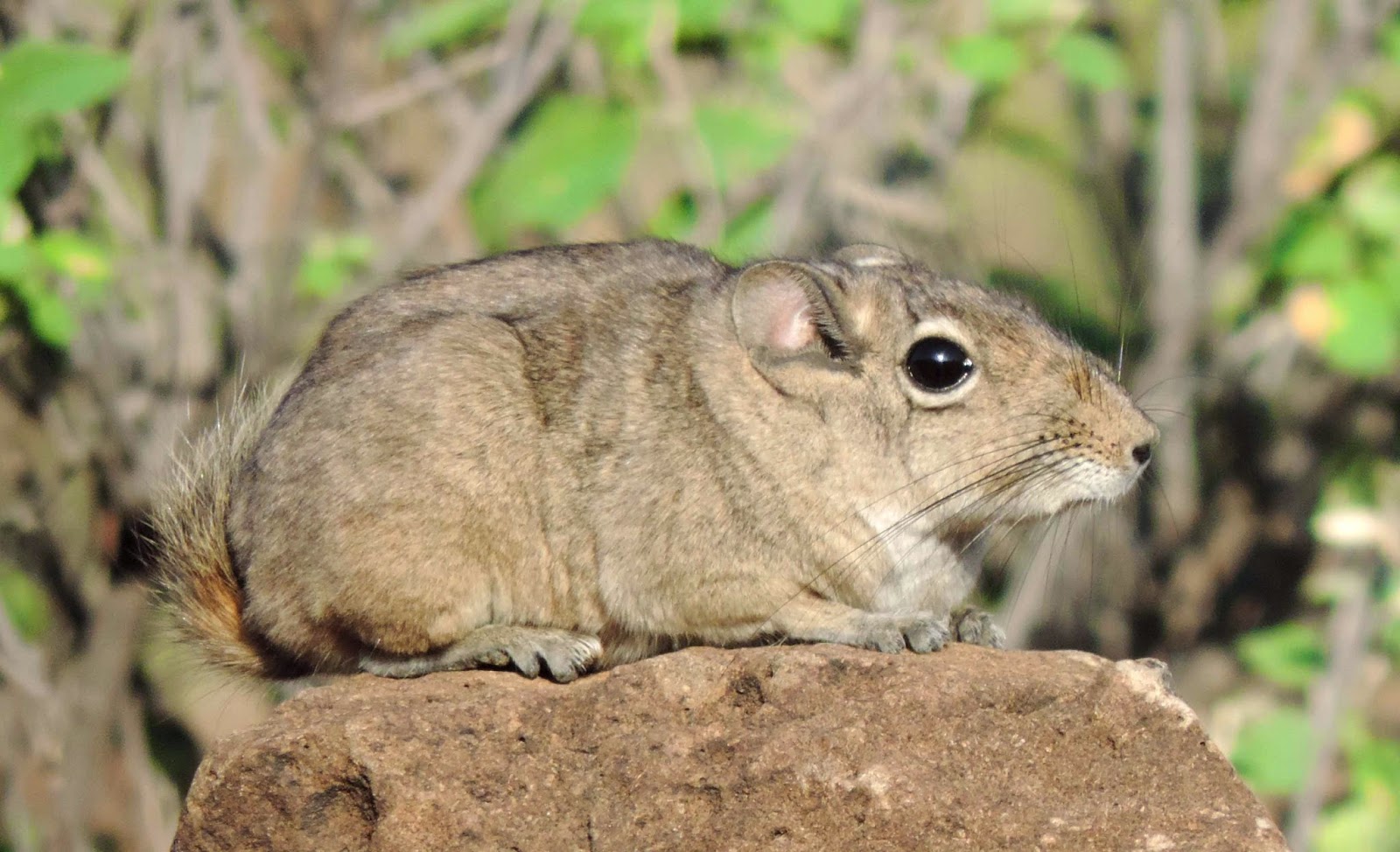 Visage Afrique de l'est Goundi