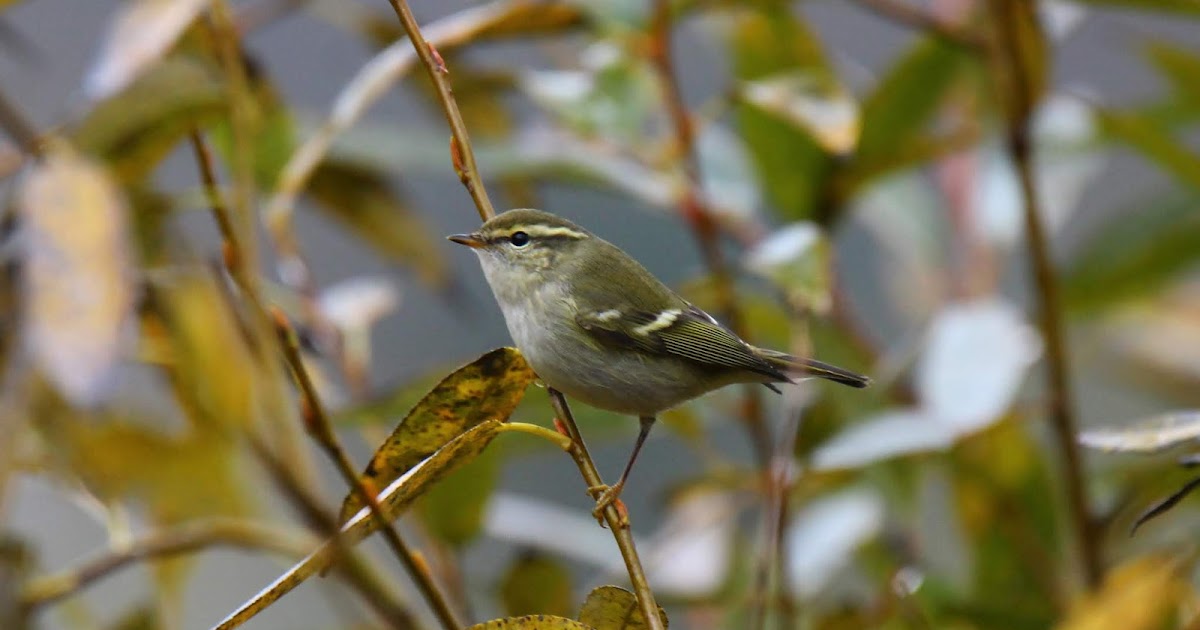BC Rare Bird Alert RBA YELLOWBROWED WARBLER in Victoria Oct 1824th