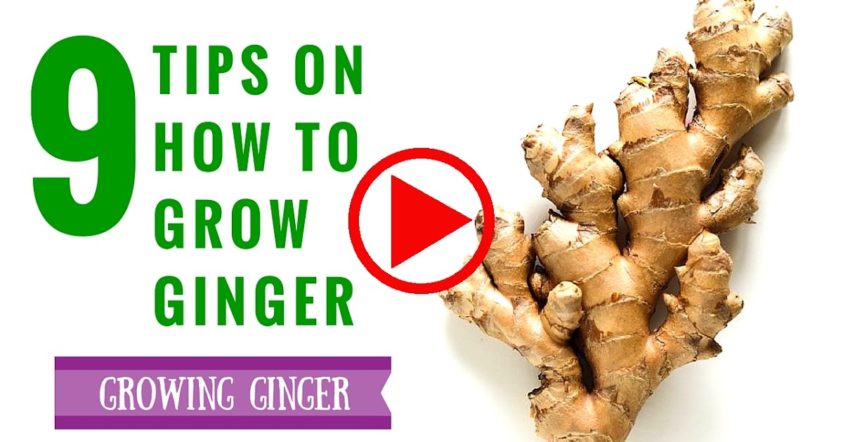 how-to-grow-ginger-plants-simple-tips-on-growing-ginger-aquaponics-build