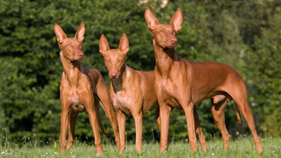 Anubis Pharaoh Hound Holdingslaneta anubis-pharaoh-hound-holdingslaneta