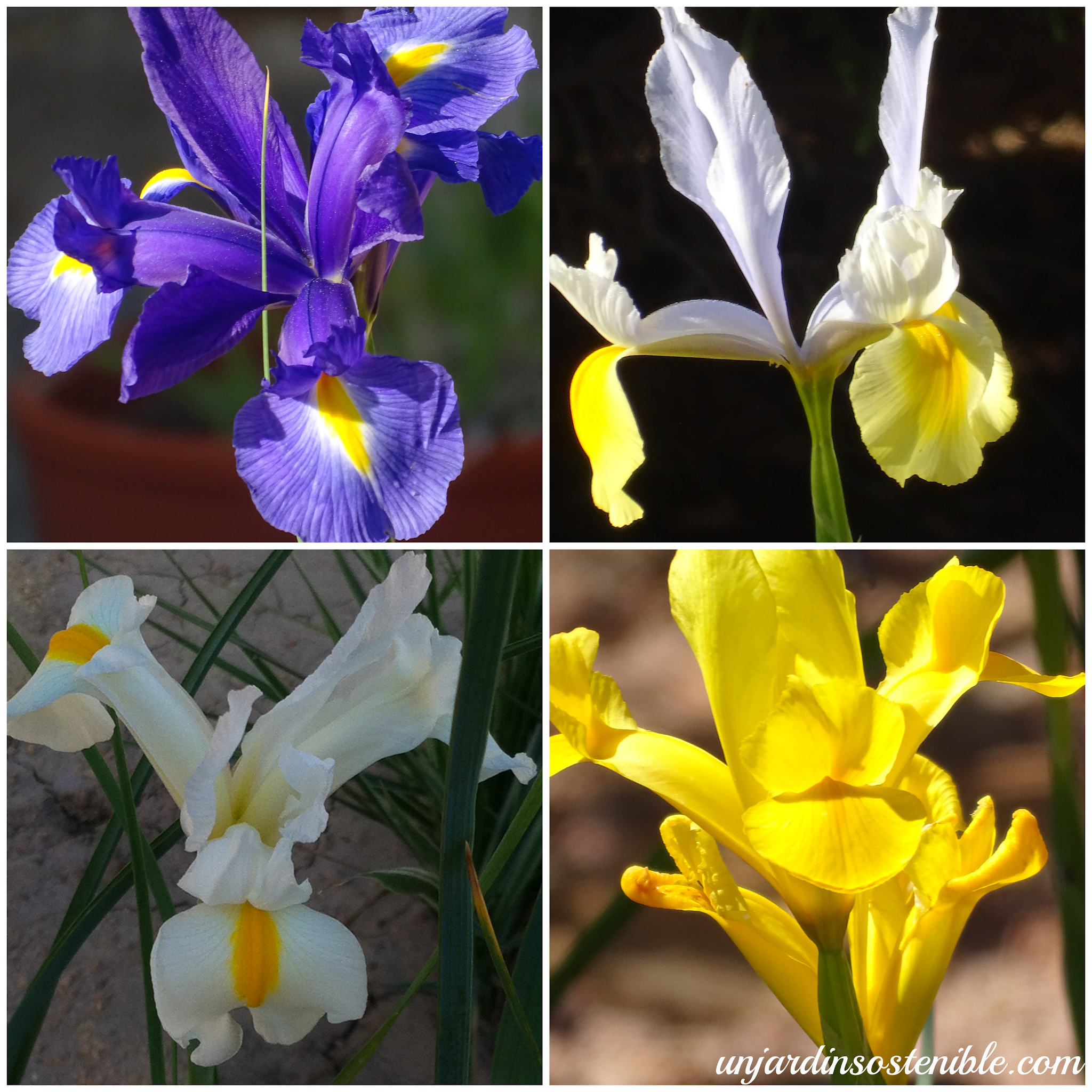 Iris germanica (Iris) - Iris xiphium (Lirio español) o (