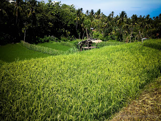 Agricultural Land Scenery With Hut Resting In The Rice Fields At Ringdikit Village, North Bali, Indonesia