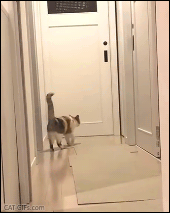 Amazing Cat GIF • Quiet Cat startled by a sneaky attack from ninja cat. Judocats in action, magnificent takedown. Amazing Cat GIF • Quiet Cat startled by a sneaky attack from ninja cat. Judocats in action, magnificent takedown.