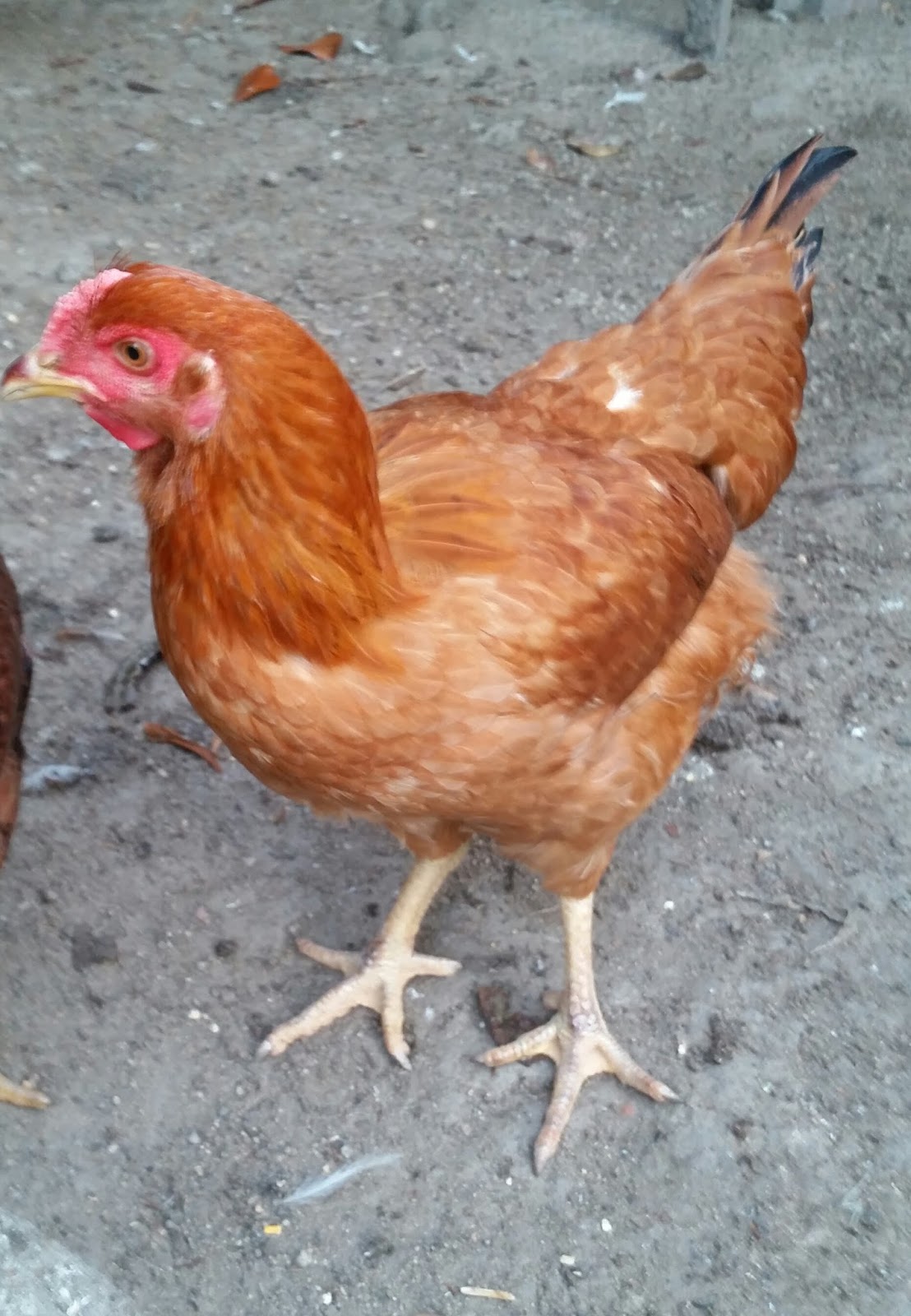 Warisan Petani Ternakan Ayam Kampung 