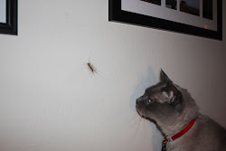 centipede cat centipedes common commons bug wikimedia millipede bugs household scared gtfih im help pa pittsburgh pest arthropods deal think