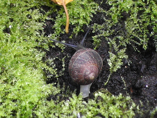 Free Nature Photos: Insectoids