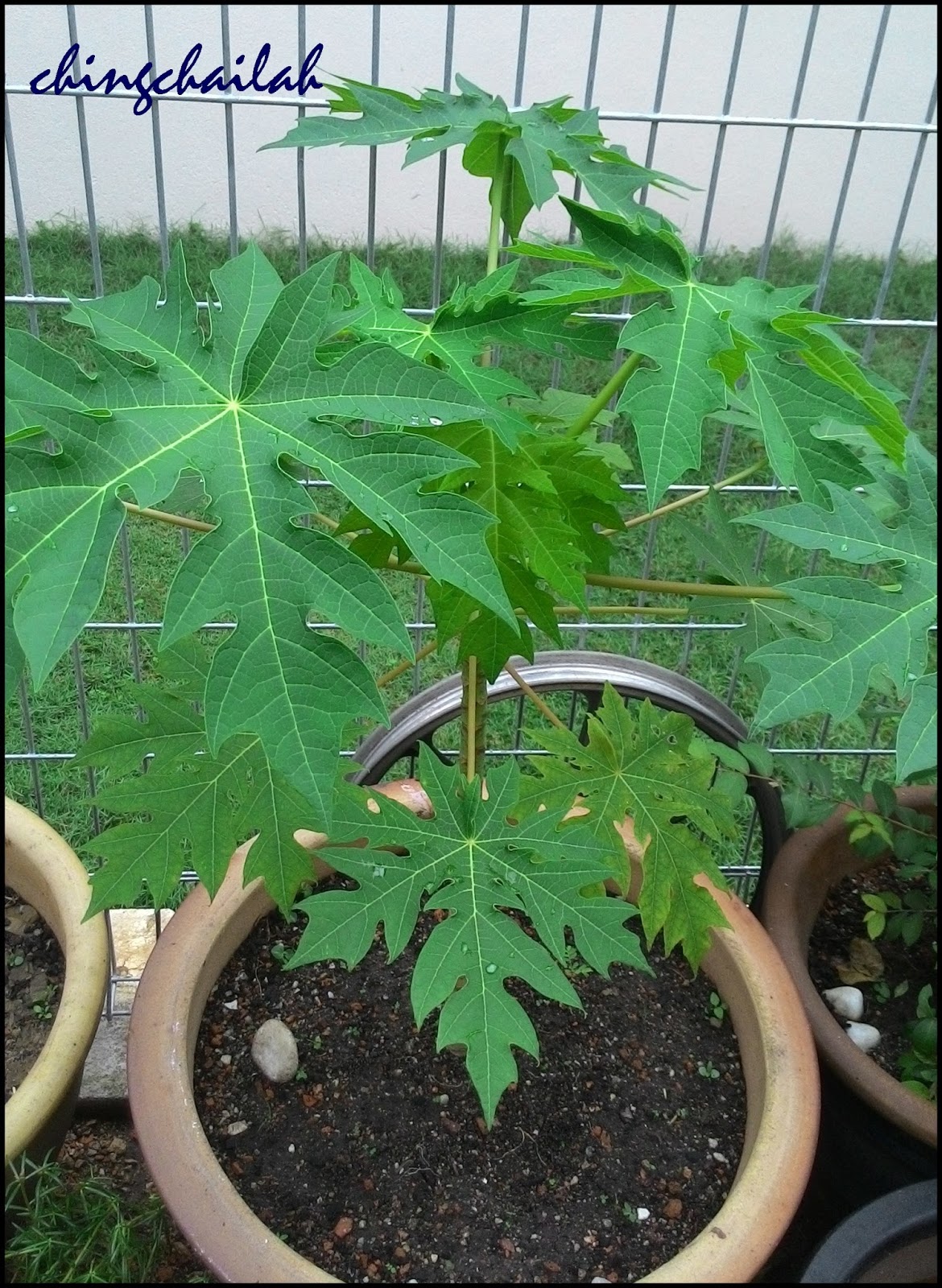 Papaya Tree