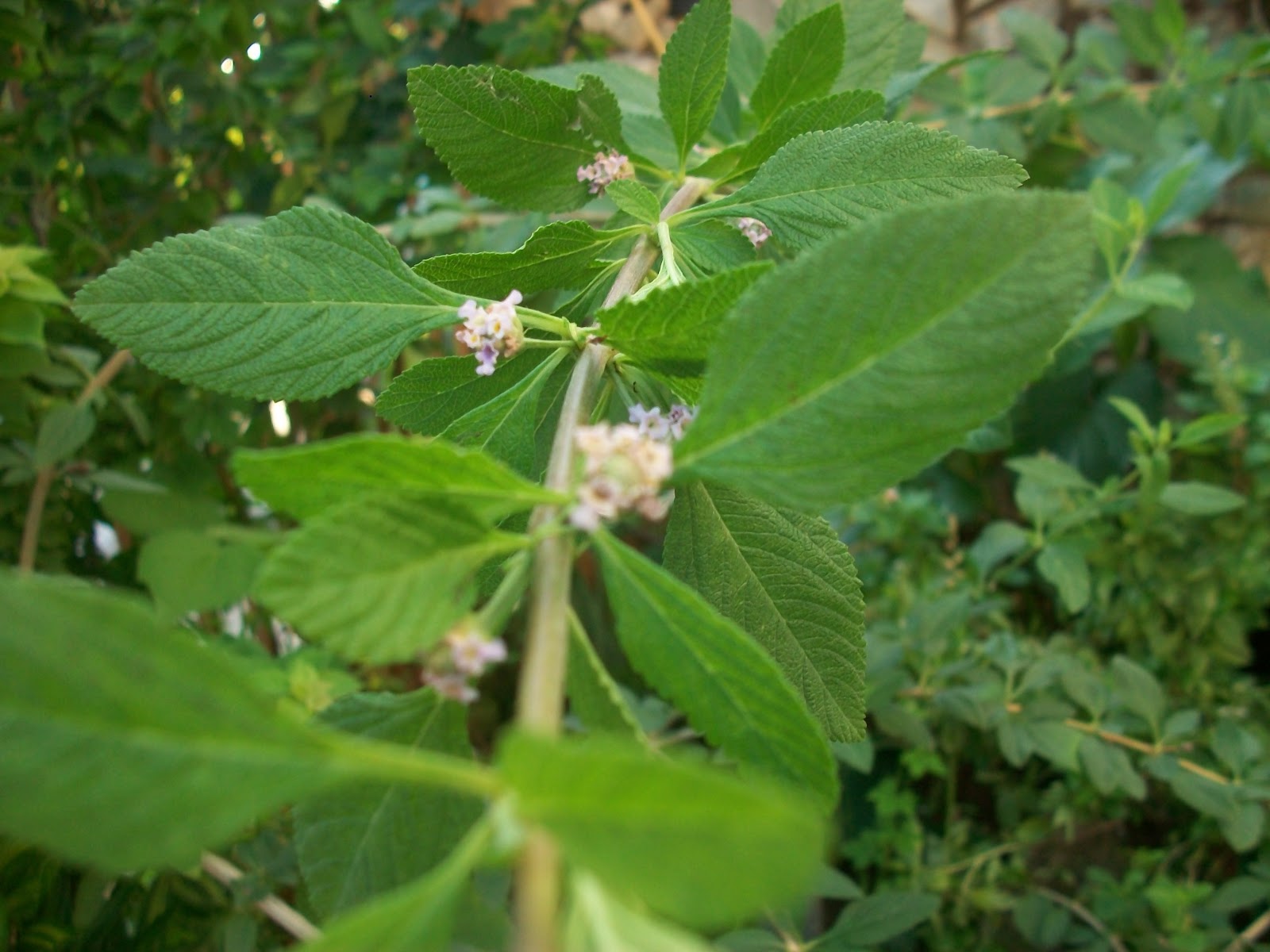 MI TECHO VERDE Lippia alba, (Poleo, Toronjil o