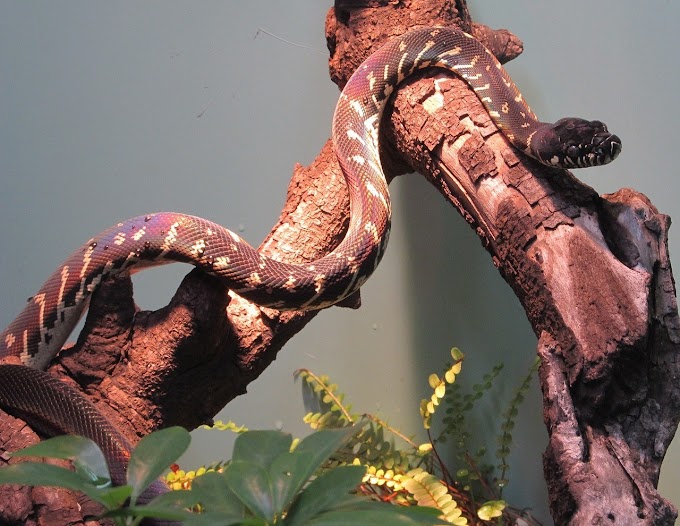 Mulher é encontrada dentro de píton de sete metros na Indonésia