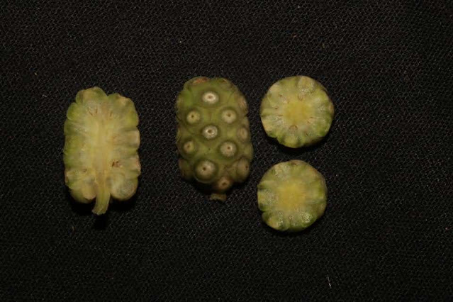 Morinda persicifolia