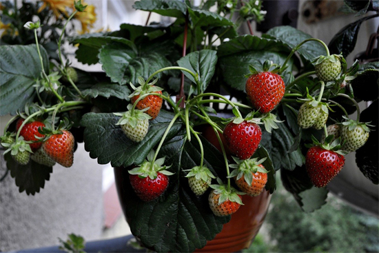 Комнатные растения для души и настроения: Клубника на подоконнике: каквыращивать чудо-ягоду в домашних условиях