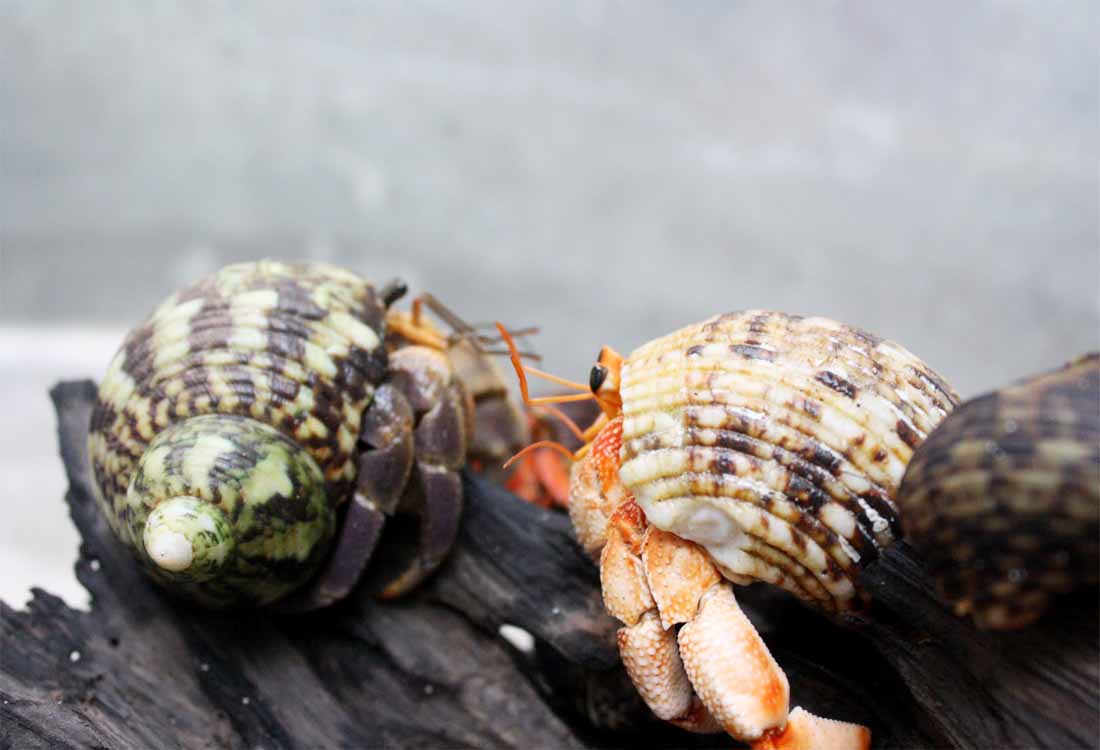 Kelomang Atau Umang Umang Jenis Kepiting Pertapa Yang Gemar Berganti Cangkang Biota Dunia Perairan