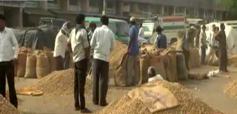 Gujarat Farmers do not rush to sell peanuts market agriculture in Gujarat until market news groundnut crop apmc market prices fall