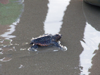 Hatchling loggerhead sea turtle