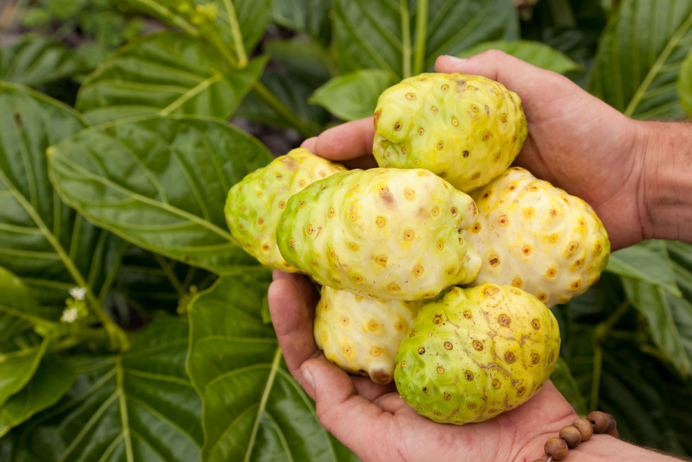 What Are the Benefits of Noni Tea?