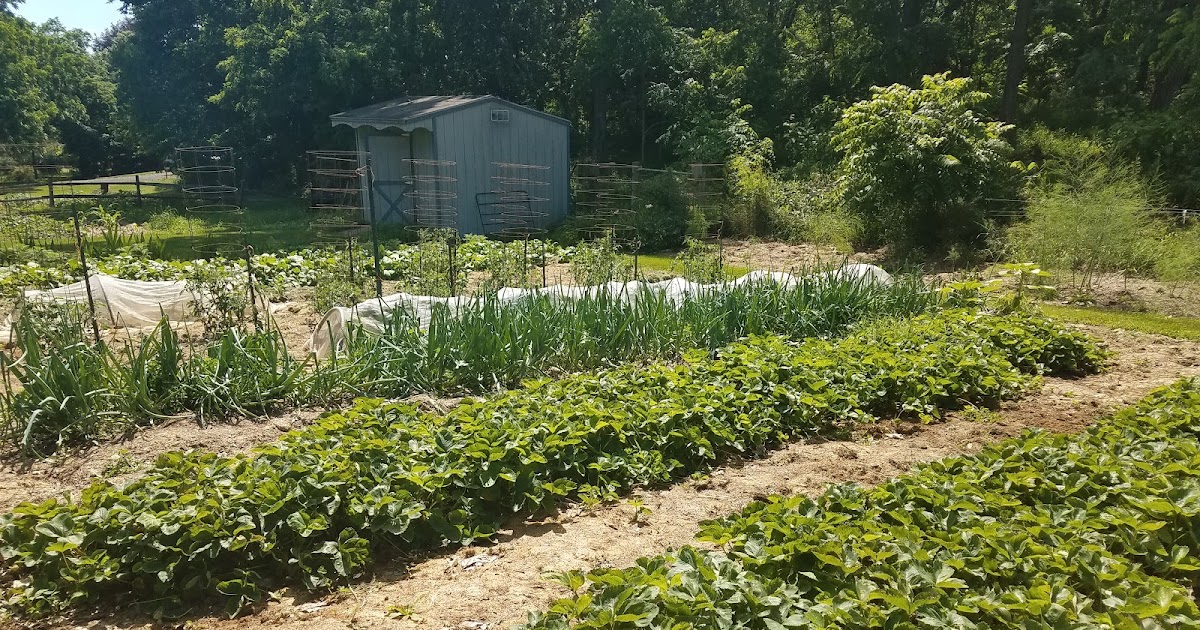 Home Joys My NoTill Mulch Gardening