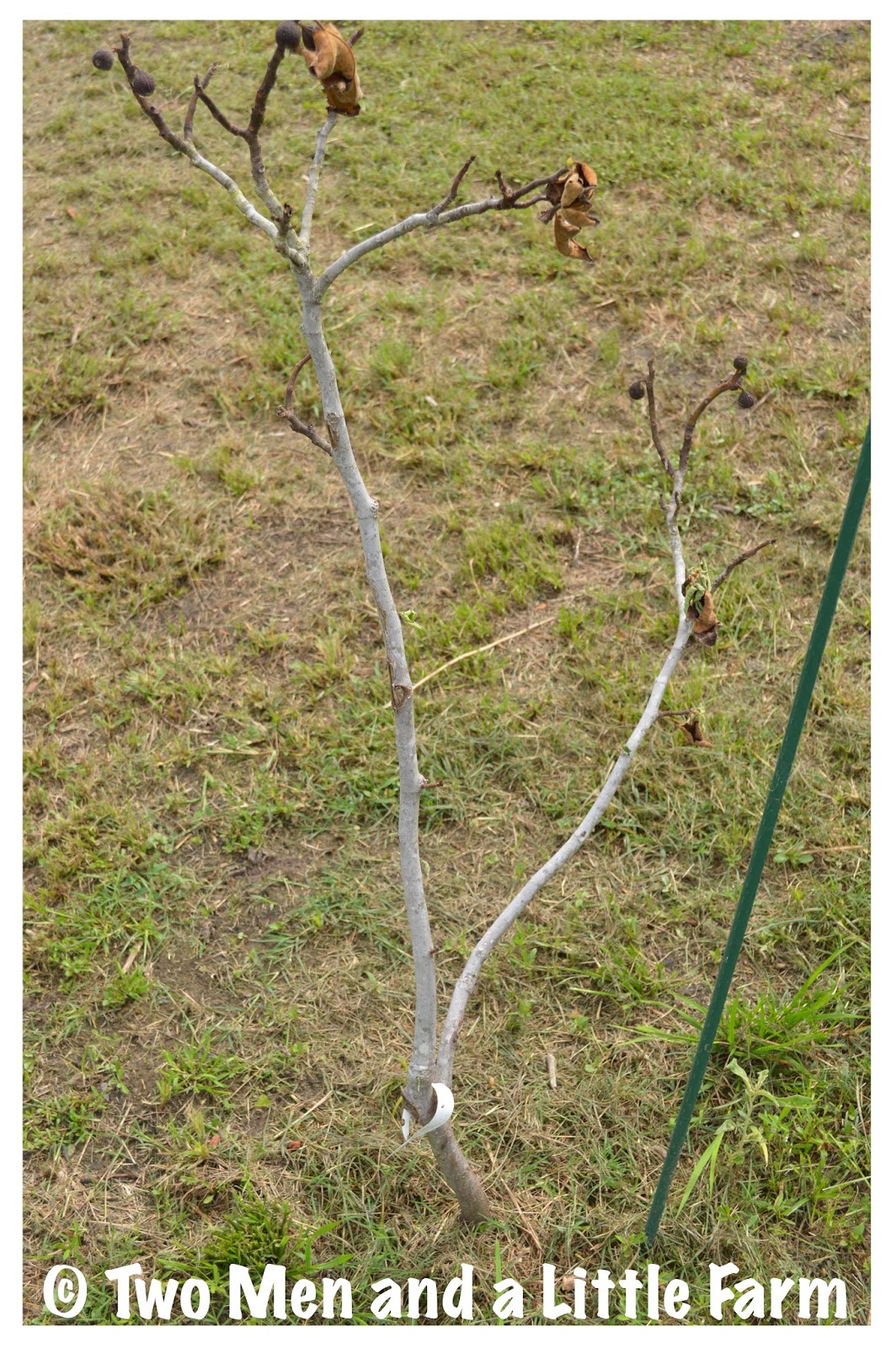 HOw To LOST A FIG TREE