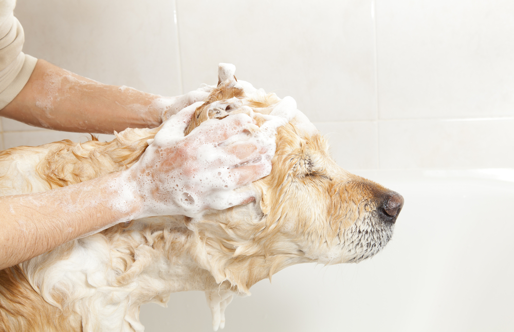 It's a Dog's World Tips For Treating Severe Itching In Dogs