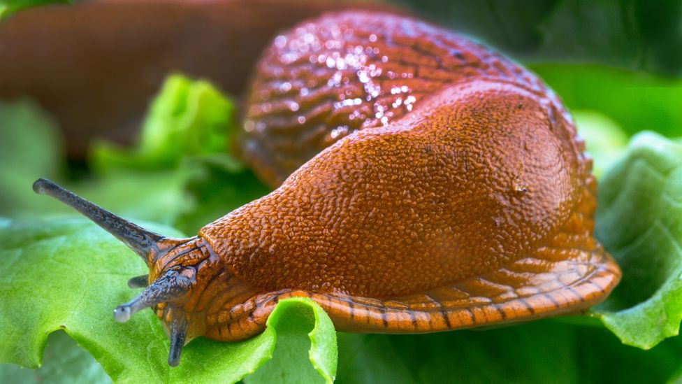 Slug vs Snail, Are slugs dangerous to touch? Gastropods