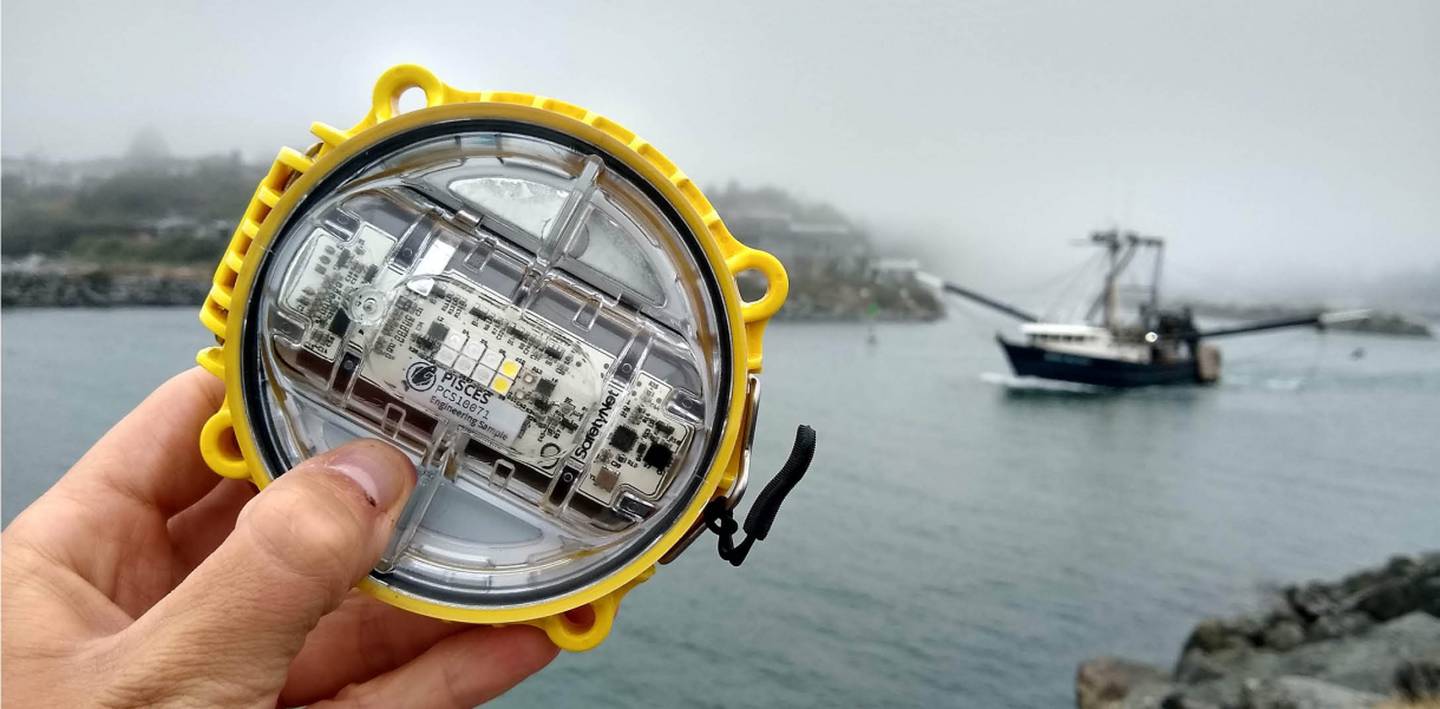 LED lambalar, ıskarta balık avcılığını azaltmak için doğru teknoloji olabilir