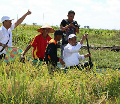 Menteri Pertanian, Amran Sulaiman saat Panen Padi di Kabupaten HSS Kalsel