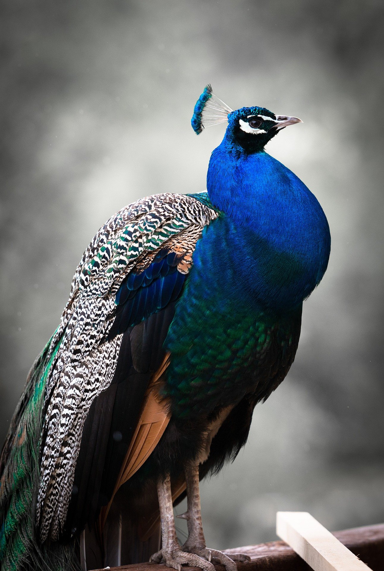 peacock,bird,feather,nature