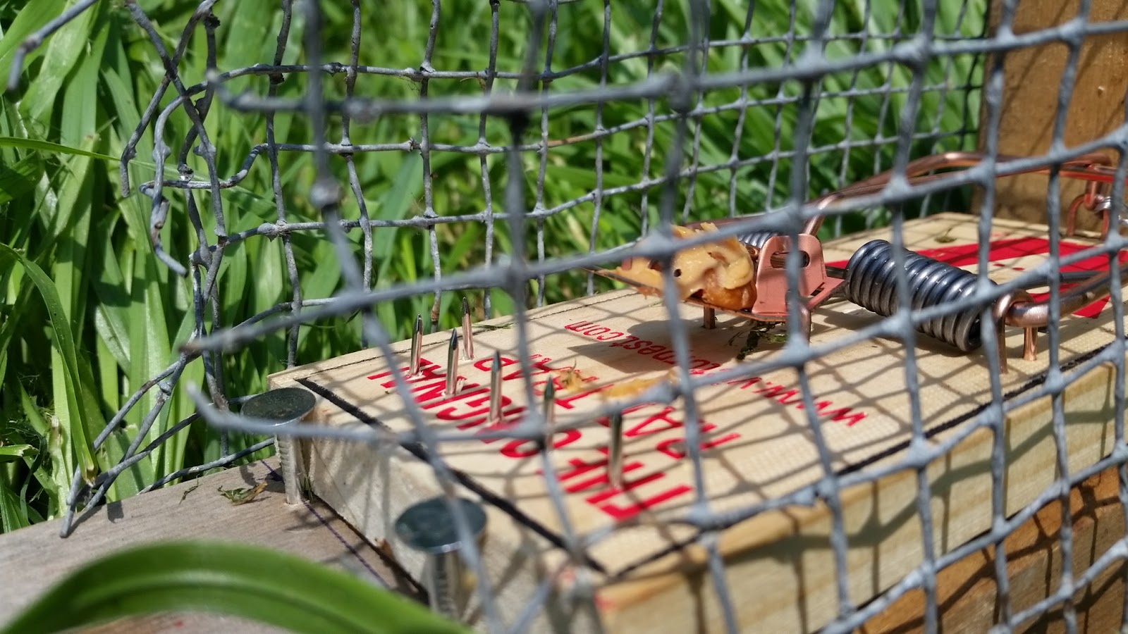 Eaton Rapids Joe Trapping Red Squirrels