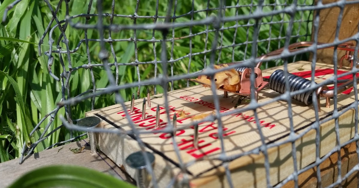 Eaton Rapids Joe Trapping Red Squirrels