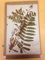 Pressed plant specimens