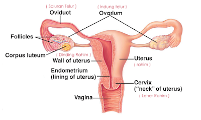 Ganguan Sistem Reproduksi Pada Wanita