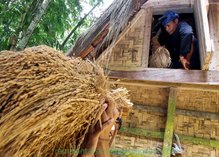 13 Arti Mimpi Menangkap Tikus Menurut Primbon Jawa
