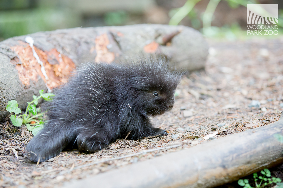 Woodland Park Zoo Blog Adventures of a baby porcupine