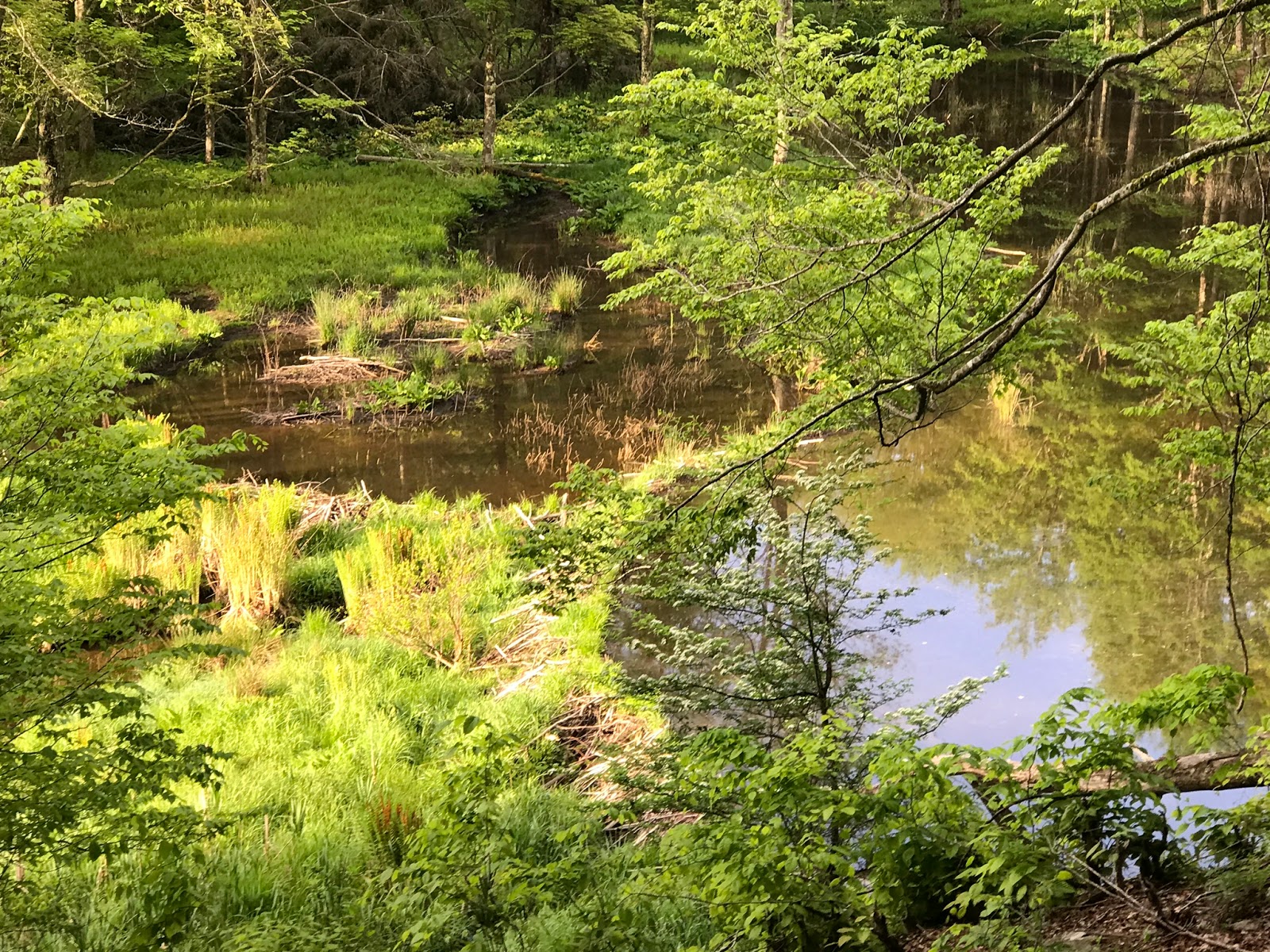 Wandering Virginia Laurel Fork South Wilderness, West Virginia