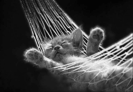 cat-relaxing-in-hammock.jpg