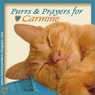 A purrs and prayers badge for Carmine