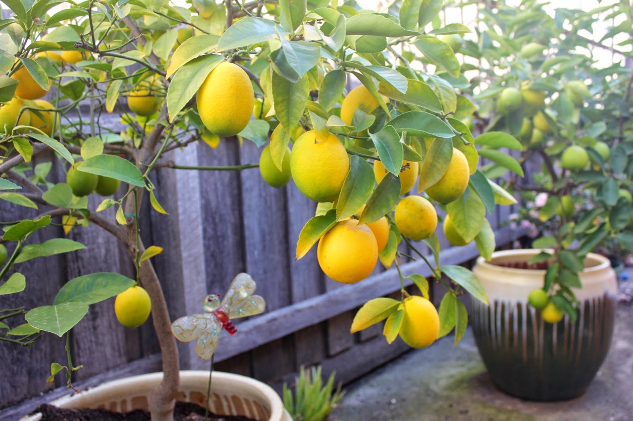 Green Gourmet Giraffe How does our garden grow!