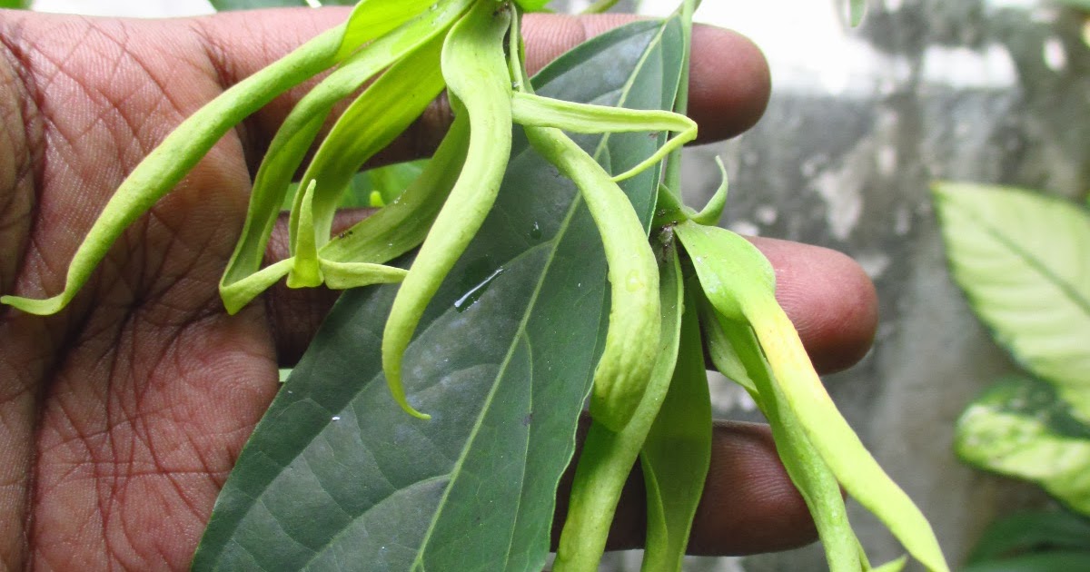 Garden Chronicles of James David Tips to Care & Cultivate Ylang ylang