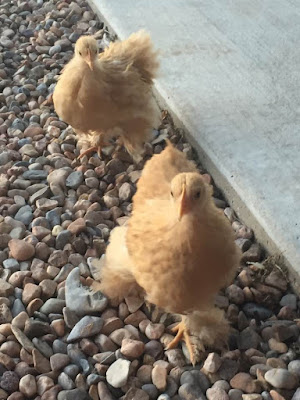 bantam chicks