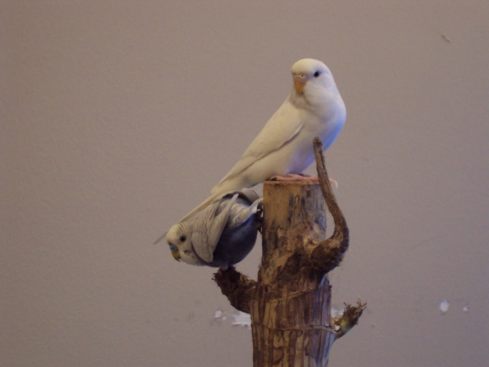 Budgies are Awesome Toxic plants for budgies