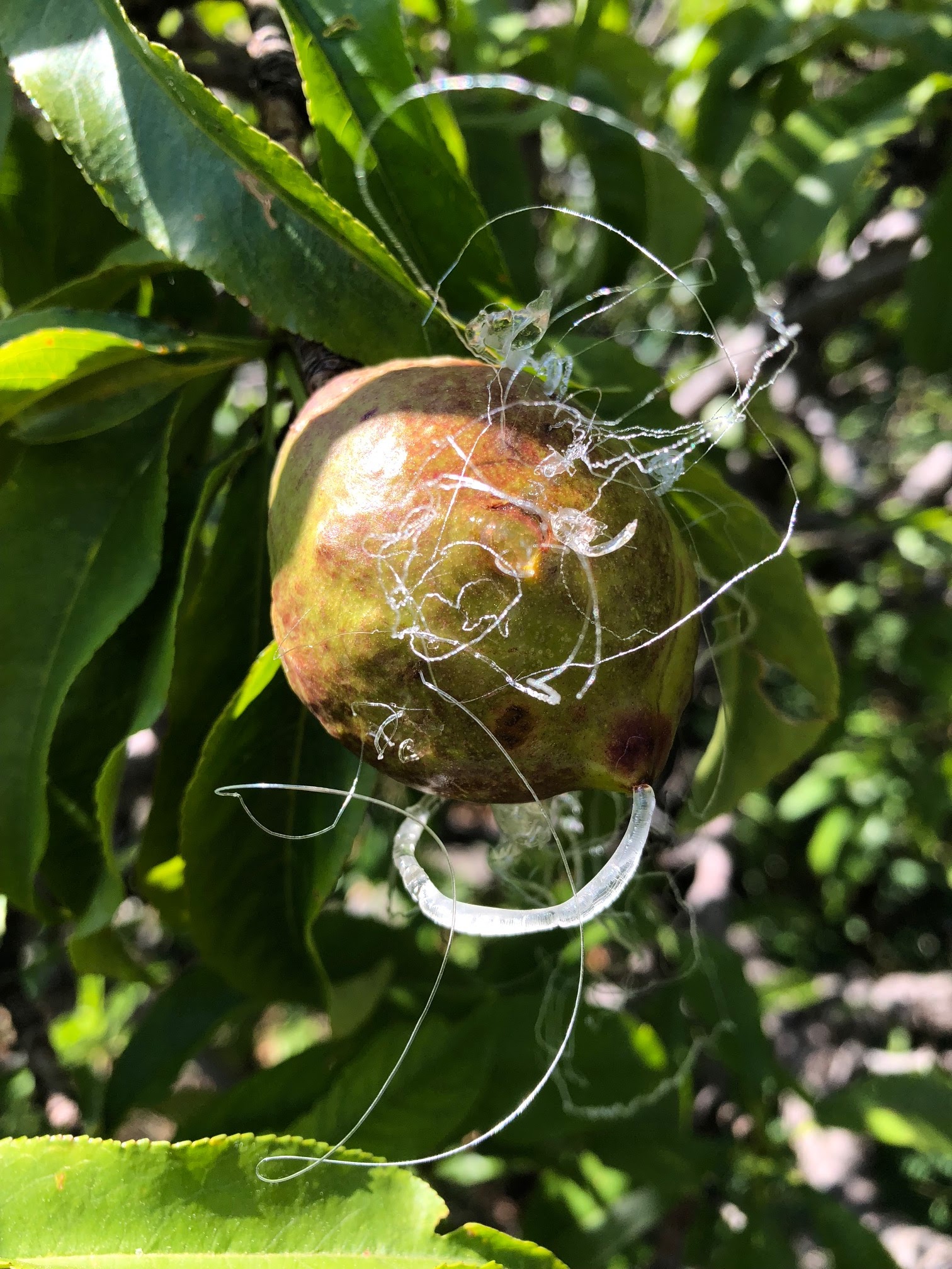 2021 UPDATE Nectarine Sap Exudate from Tiny Holes in Peel Created